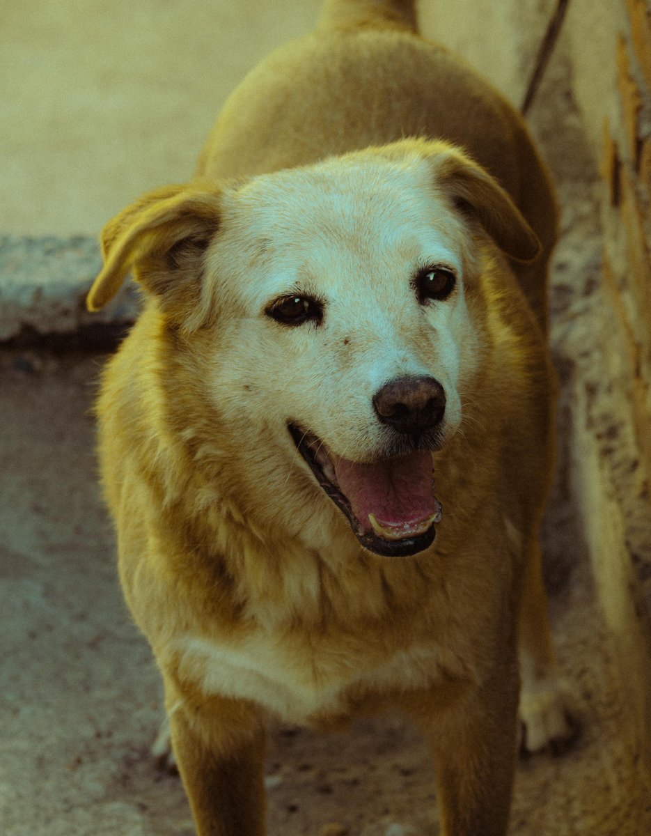 BorkieCoin's tweet photo. $BORKIE launching on https://t.co/QUSPoOix6Y
Fair launch. No presale.
If we hit 500 holders -> first donation.
Let’s save dogs together 🐾 
In collaboration with local dog shelters https://t.co/2jJIVKgz3H