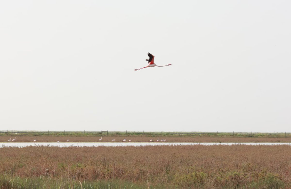 Consejería de Sostenibilidad y Medio Ambiente tweet media