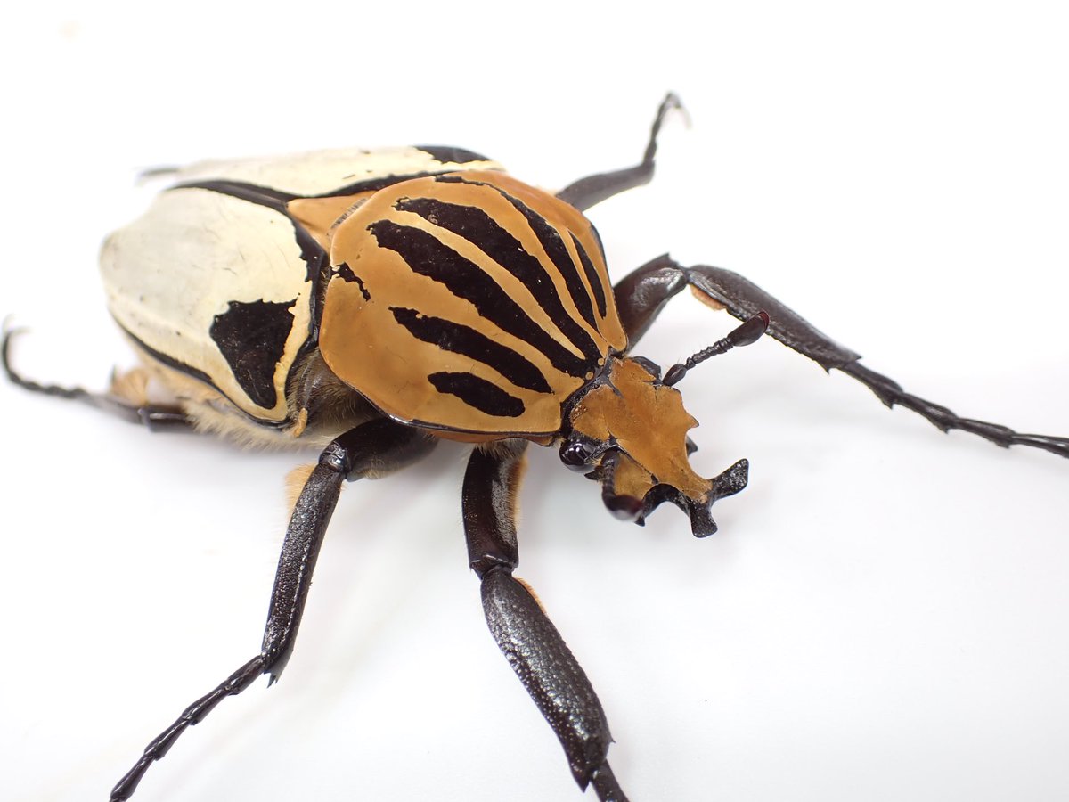 かぶぶくわわ (@mushi_lowkun) / Posts / X