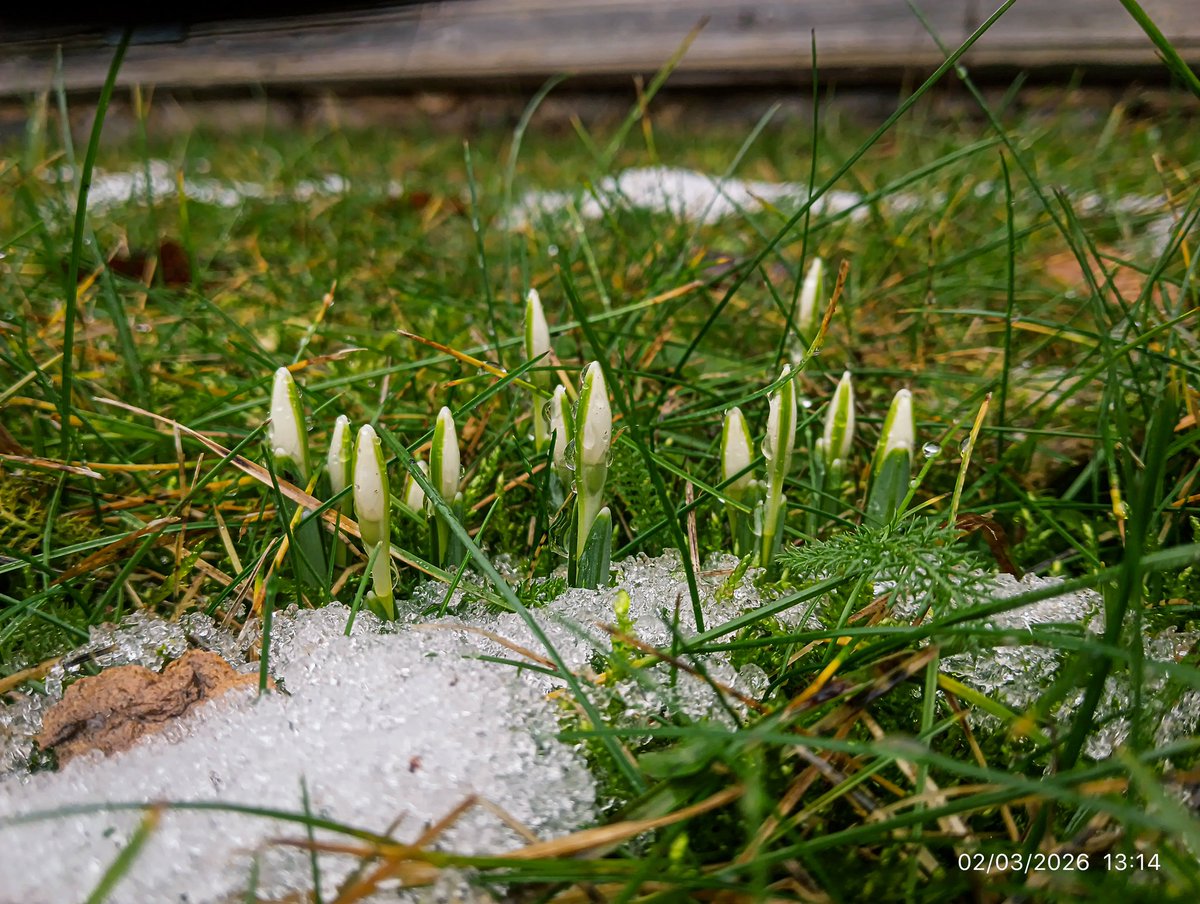 LatvianNature's tweet photo. Pavasaris Rūjienā 2.martā. Zied s
baltās sniegpulkstenītes, plaukst pūpoli, zilās vizbulītes gatavojas ziedēt. 🌸
#spring #pavasaris #naturephotography #marts https://t.co/s9a1vwkcv7