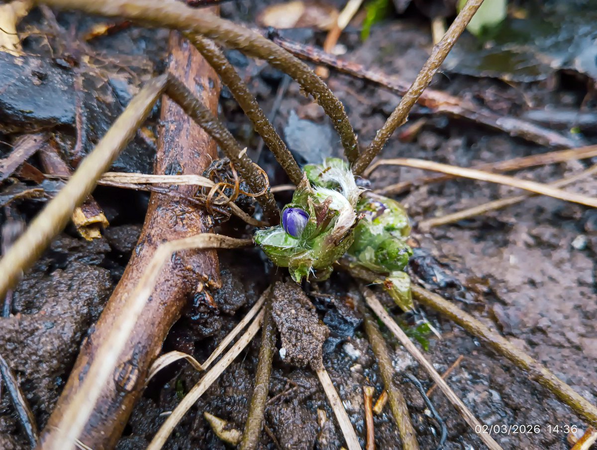 LatvianNature's tweet photo. Pavasaris Rūjienā 2.martā. Zied s
baltās sniegpulkstenītes, plaukst pūpoli, zilās vizbulītes gatavojas ziedēt. 🌸
#spring #pavasaris #naturephotography #marts https://t.co/s9a1vwkcv7
