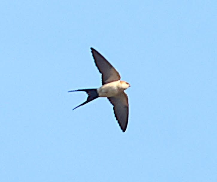 Red-rumped Swallow at Radipole far north end this morning