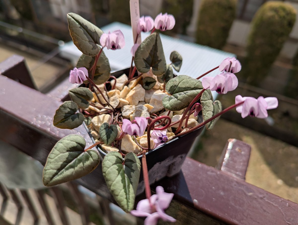 Kirara_9876's tweet photo. #Cyclamen
#coum
Cyclamen.coum pink leaf(淡い花色)実生が咲いてくれました♪
葉へのピンクは出ませんでしたが、柔らかい花色は気に入ってます♪ https://t.co/pNd4lJVyXe