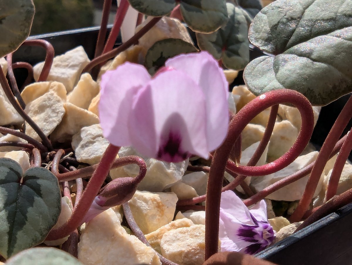 Kirara_9876's tweet photo. #Cyclamen
#coum
Cyclamen.coum pink leaf(淡い花色)実生が咲いてくれました♪
葉へのピンクは出ませんでしたが、柔らかい花色は気に入ってます♪ https://t.co/pNd4lJVyXe