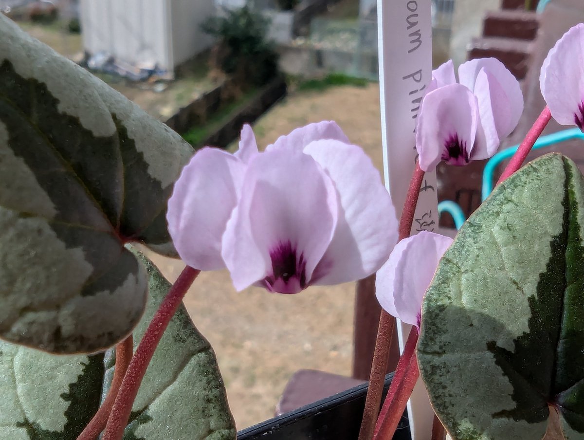 Kirara_9876's tweet photo. #Cyclamen
#coum
Cyclamen.coum pink leaf(淡い花色)実生が咲いてくれました♪
葉へのピンクは出ませんでしたが、柔らかい花色は気に入ってます♪ https://t.co/pNd4lJVyXe