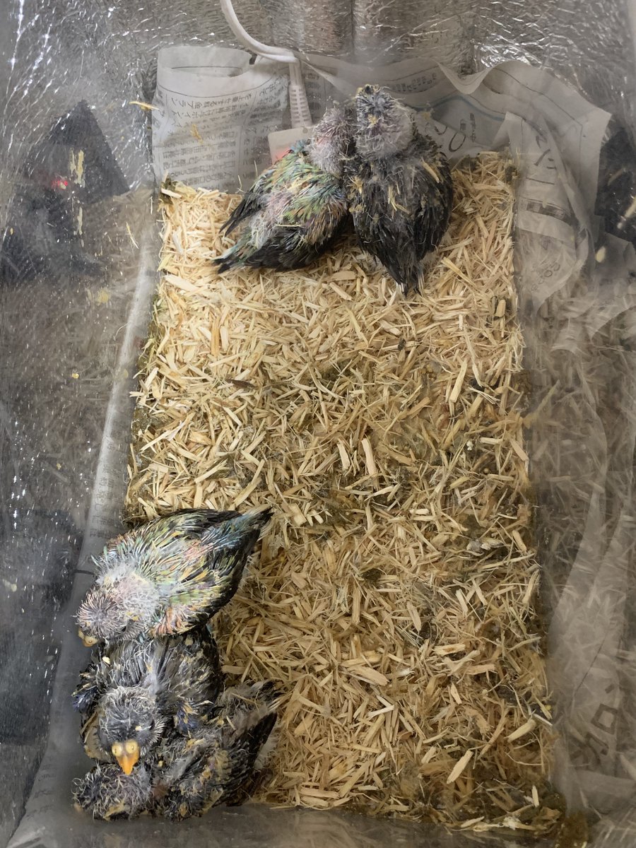 若狭小浜メダカ(バード) tweet media