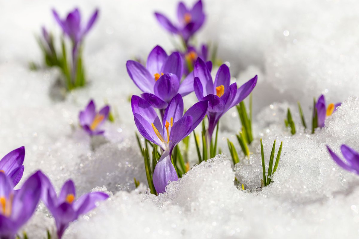🌸Crocus, perce-neige, primevères… En #Isère, ces fleurs précoces, sentinelles de la biodiversité et de l’équilibre de notre territoire, bravent le froid dès février ! Essentielles pour les pollinisateurs, elles témoignent de l’évolution du climat
Info👉isere.fr/patrimoine-nat…