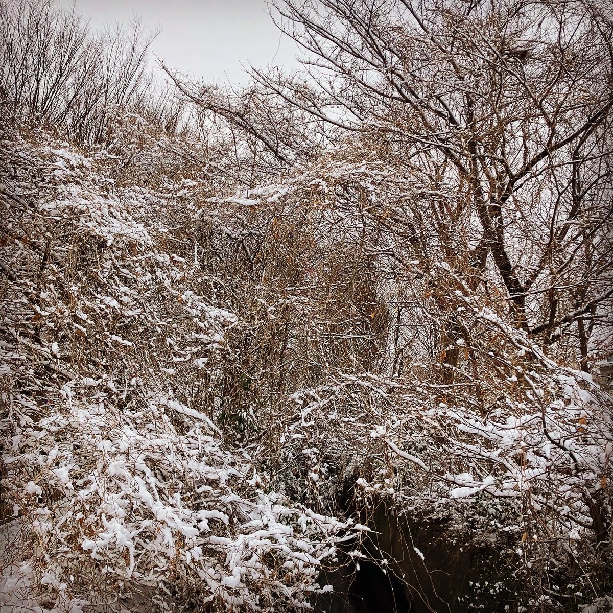 FlyingTOMBI's tweet photo. 心象風景。。。

雪が降ると…
何故か。。。
心が透き通ります…。 https://t.co/n8o0p9h4gZ