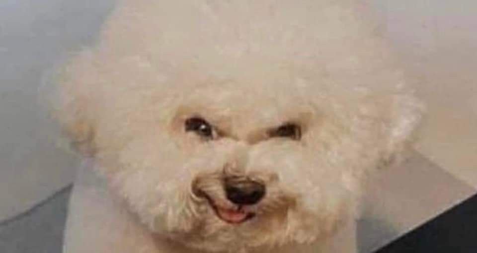 #aquario hoje eu só queria ficar no portão latindo pra quem passa na rua
