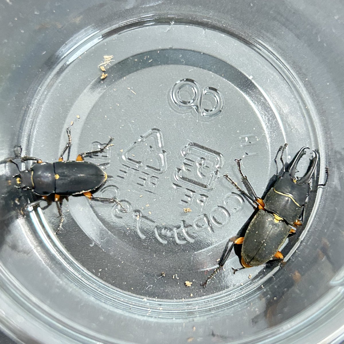 ディーエヌ tweet media