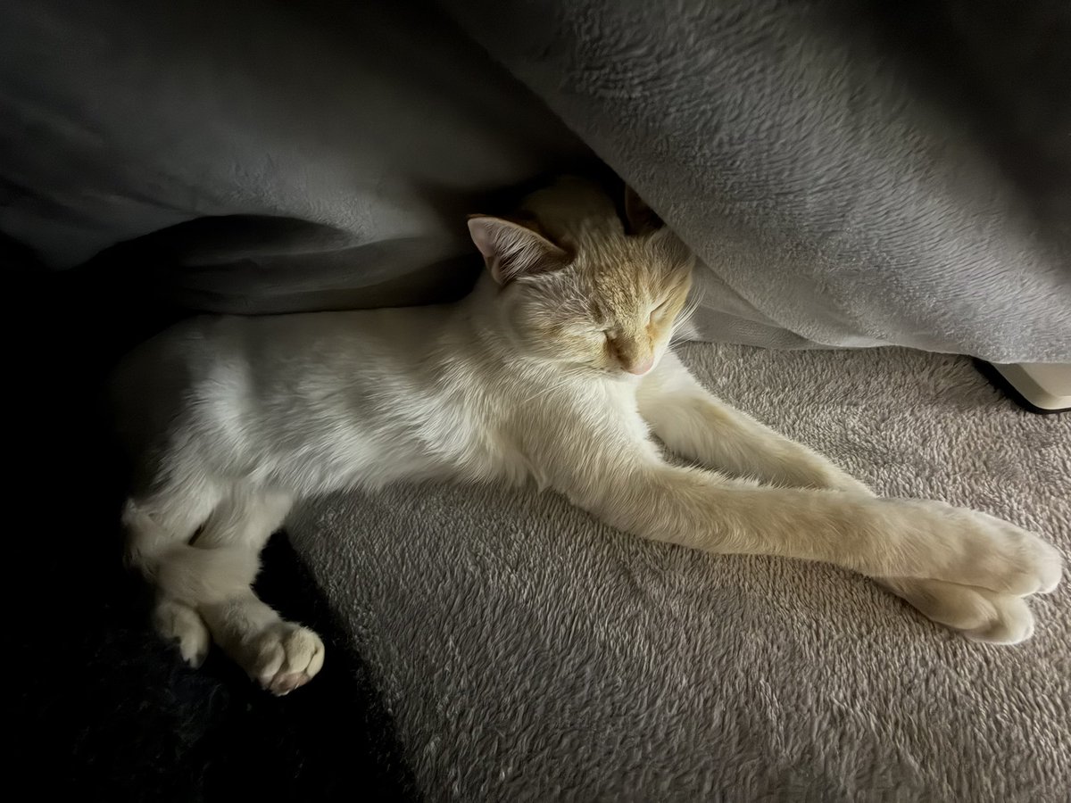 トカゥ tweet media