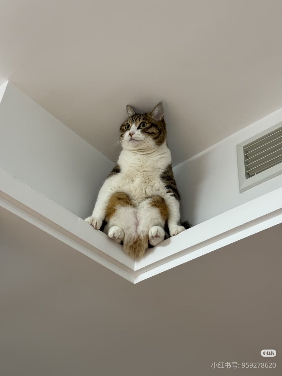 เจอนกเค้าแมวอยู่ในบ้าน น่ากัวมั่ก