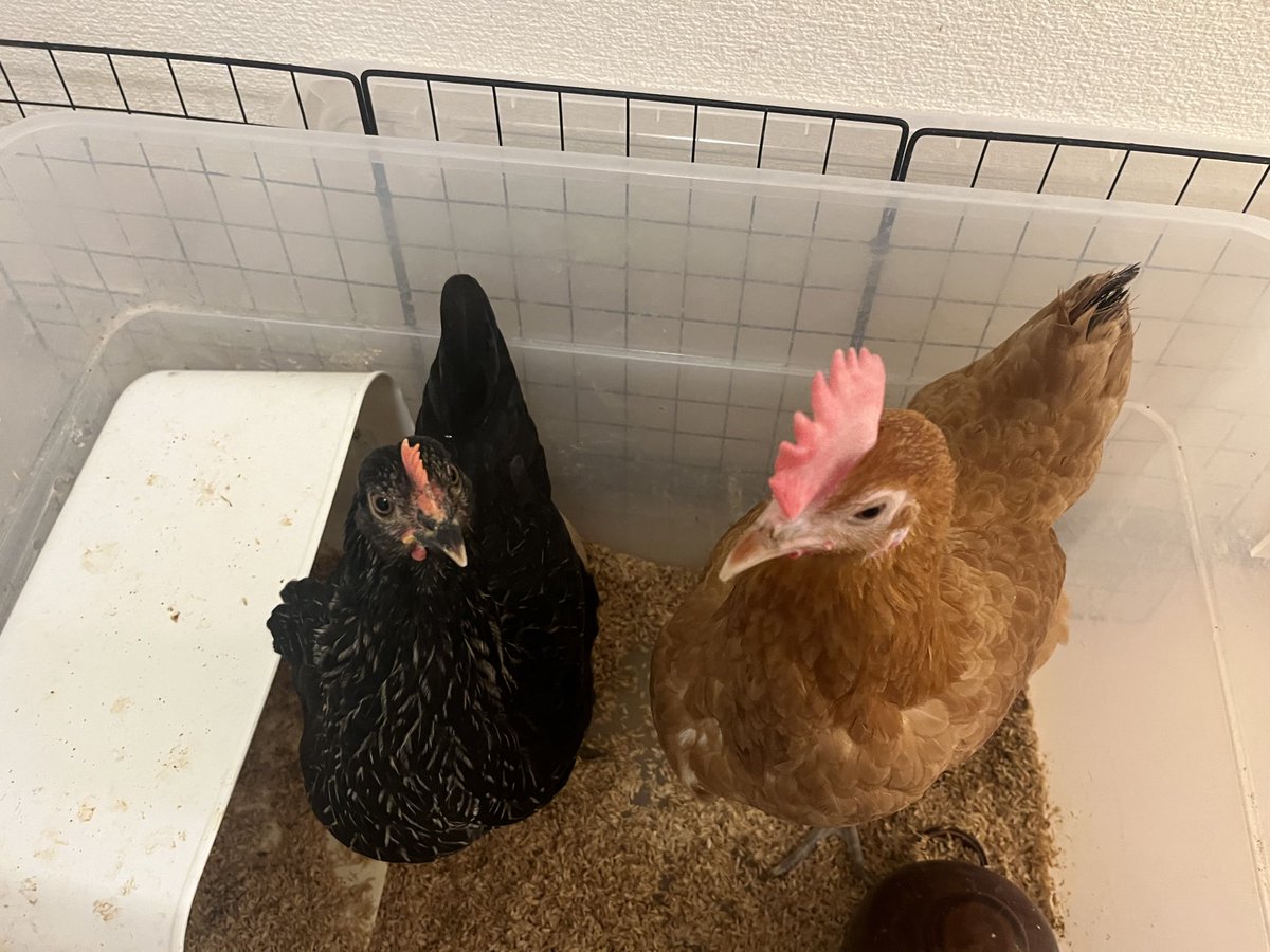 RT @MGRZM_Nono: コッコの床材を変えた 綺麗になって嬉しそう