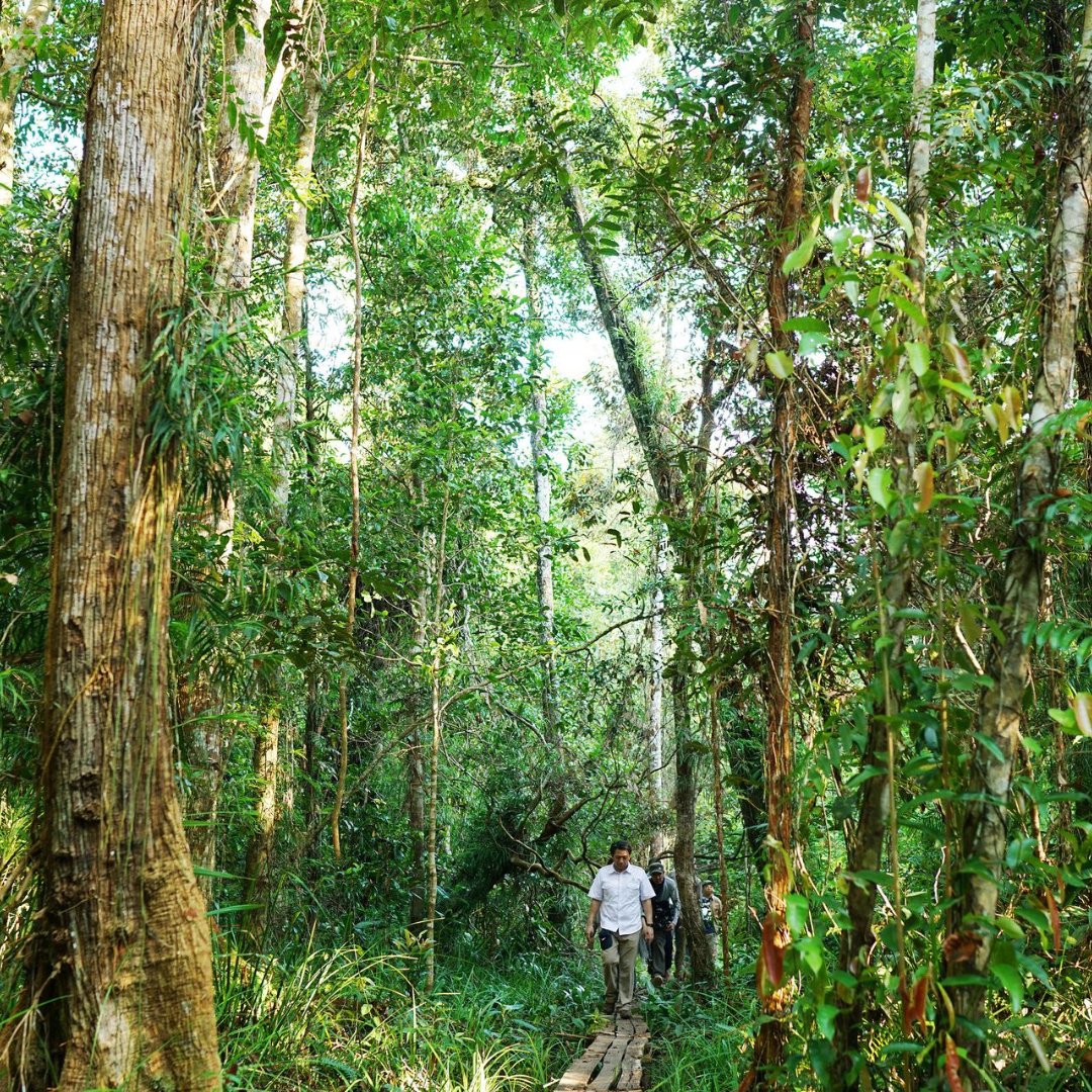 Katingan Mentaya Project English tweet media