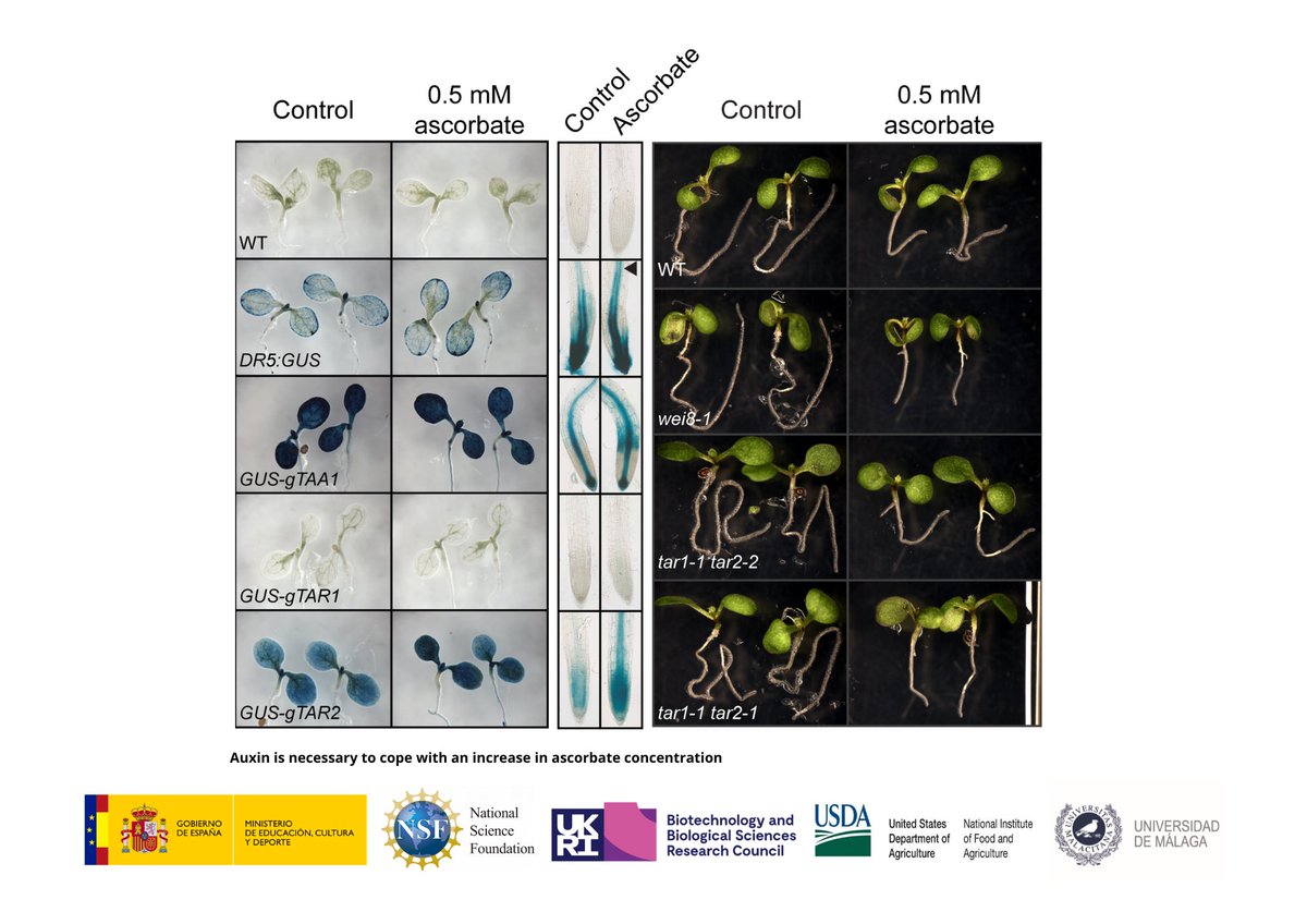 IHSM_CSIC_UMA's tweet photo. 🌱 Más no siempre es mejor: los efectos inesperados de la vitamina C en la raíz de las plantas

Aprende más en nuestro artículo de #DivulgaciónIHSMLaMayora ⬇️
https://t.co/lRL3Hfbjn6 https://t.co/LI5LkSUzBB
