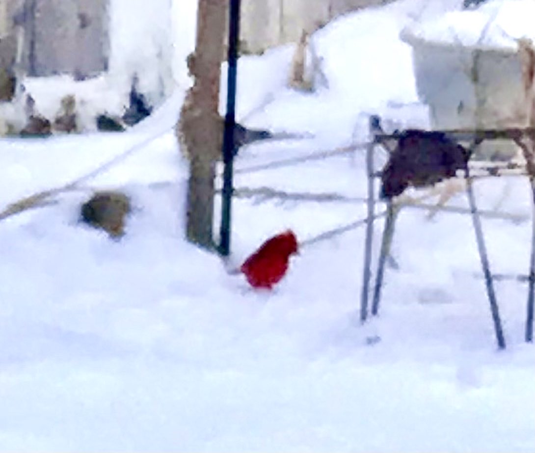 randy clark tweet media