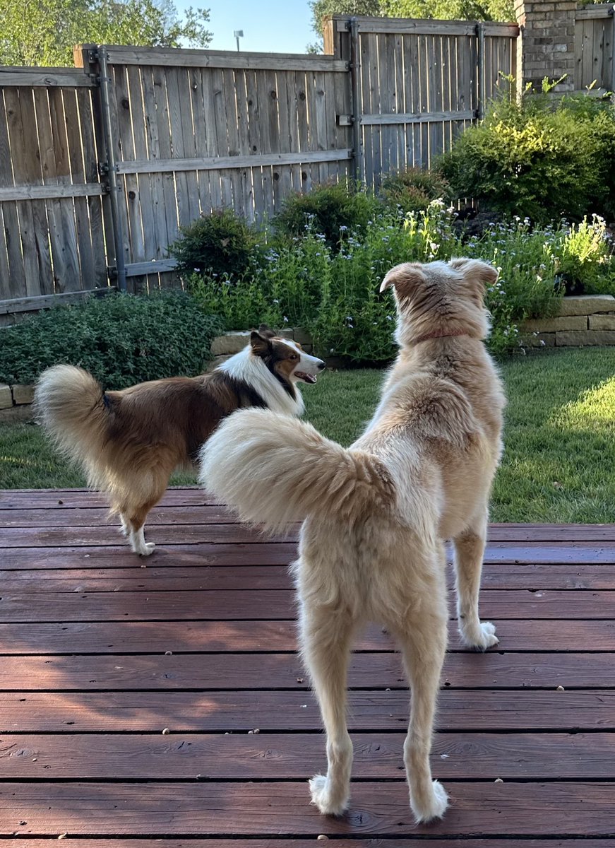 Jan (🌈Walker Texas Sheltie) tweet media