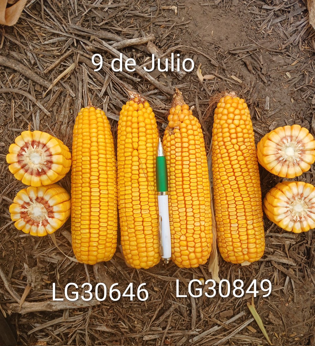 Hector Chaves tweet media