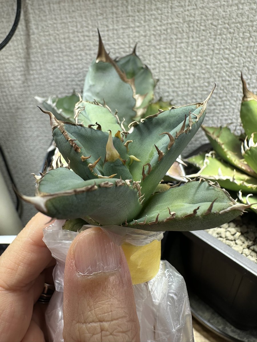DeltaPlants's tweet photo. 届きました❤️

@BAX_plantman https://t.co/bsb93kgiI1