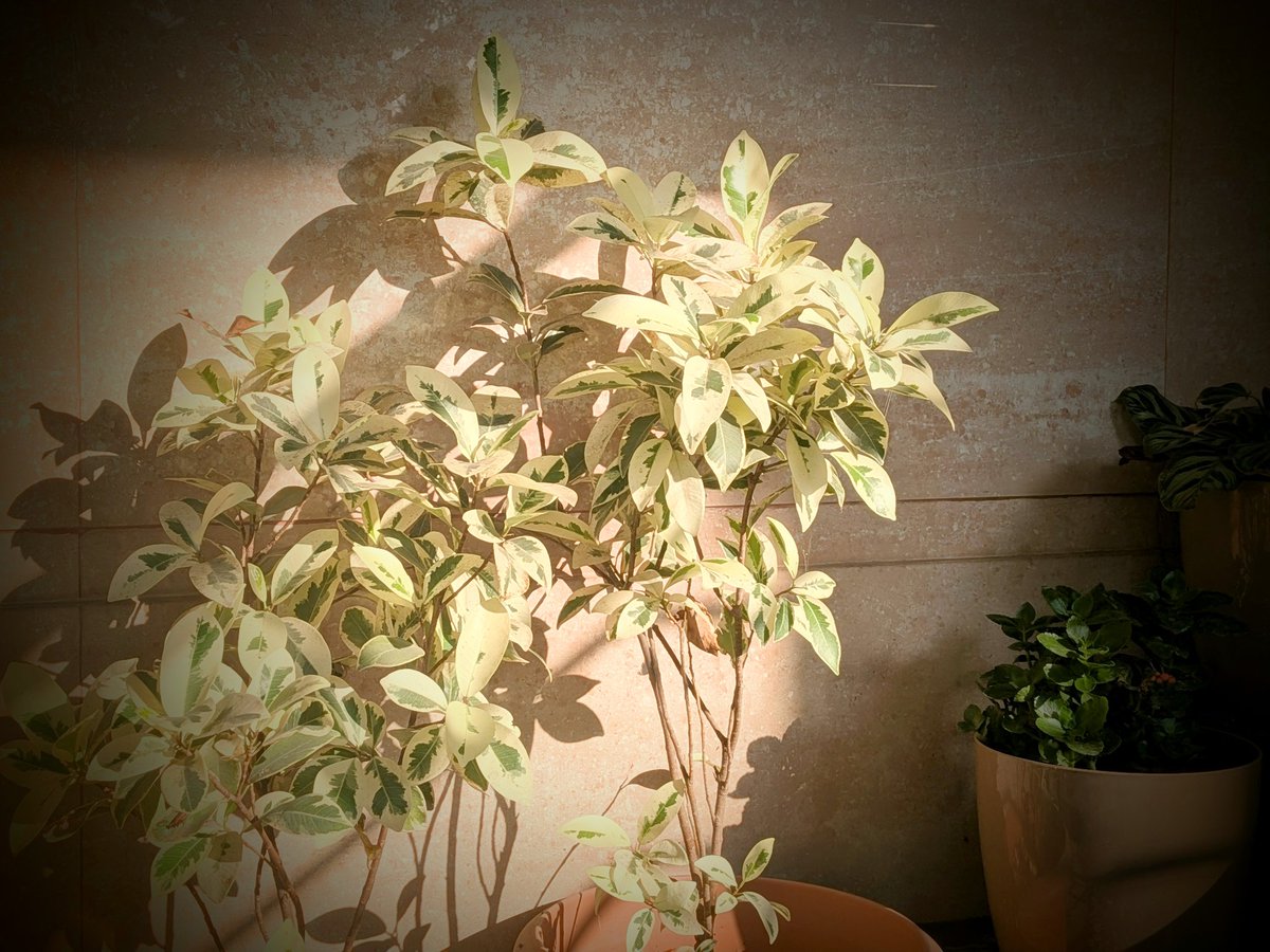 KamrajChalak's tweet image. Golden hour meets the Ficus Prestige. The variegation on these leaves is nature’s own artwork. My home garden is looking extra bright today! 🌿

#PlantParent #FicusPrestige #HomeGarden #NaturePhotography #IndoorJungle