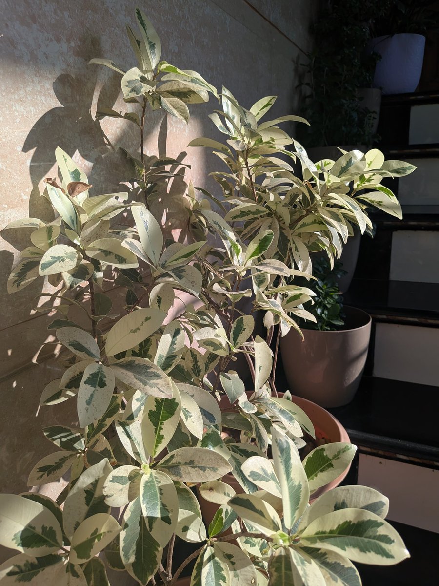 KamrajChalak's tweet image. Golden hour meets the Ficus Prestige. The variegation on these leaves is nature’s own artwork. My home garden is looking extra bright today! 🌿

#PlantParent #FicusPrestige #HomeGarden #NaturePhotography #IndoorJungle