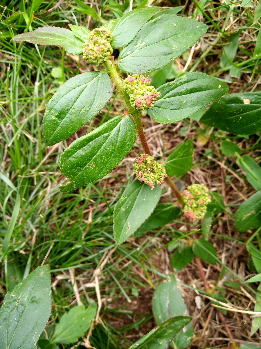 Great king Mswati ASOSA tweet media