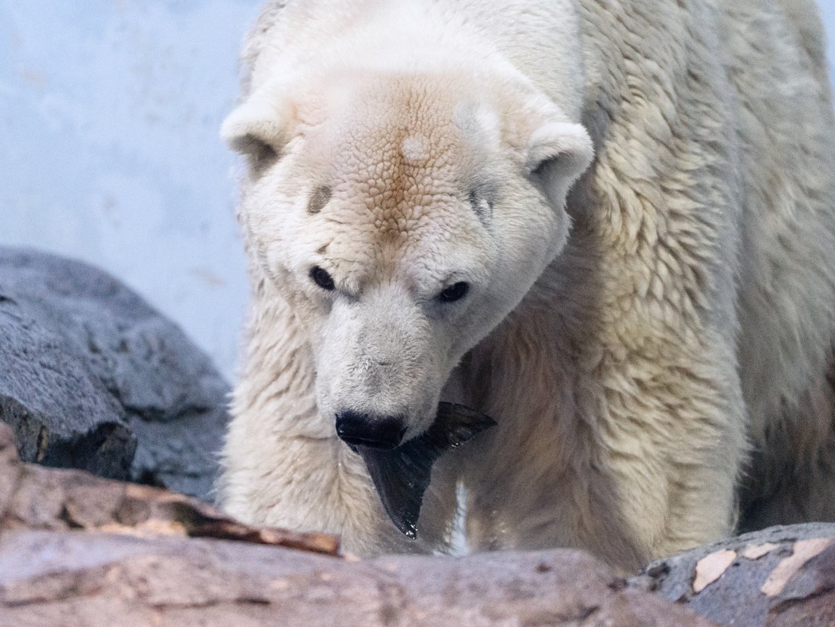 何をくわえているのかと思ったら、鮭の尾鰭でした🐻‍❄️🐟
2026.2.28
#八景島シーパラダイス #ホッキョクグマ #ユキ丸