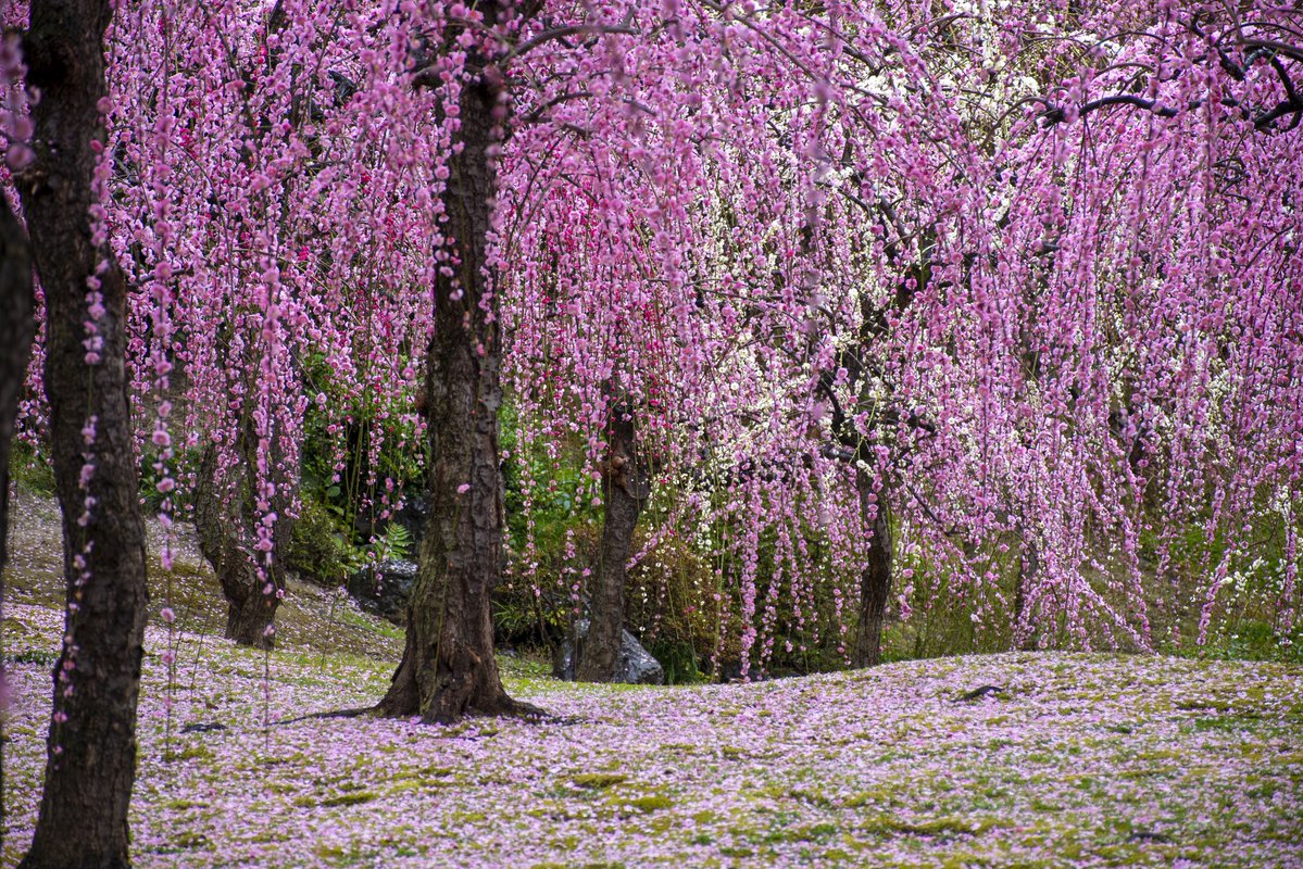 2026.2.25 見頃だった梅の花

#京都よきかな
#京都よきかな写真部