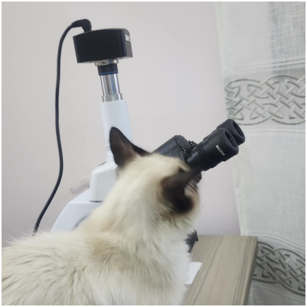 touilhisto's tweet photo. Cytopathologist cat
#cat #catlovers https://t.co/9ODj0dtqvf