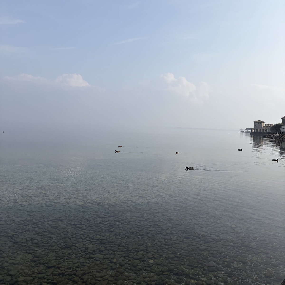 磯野 直 tweet media