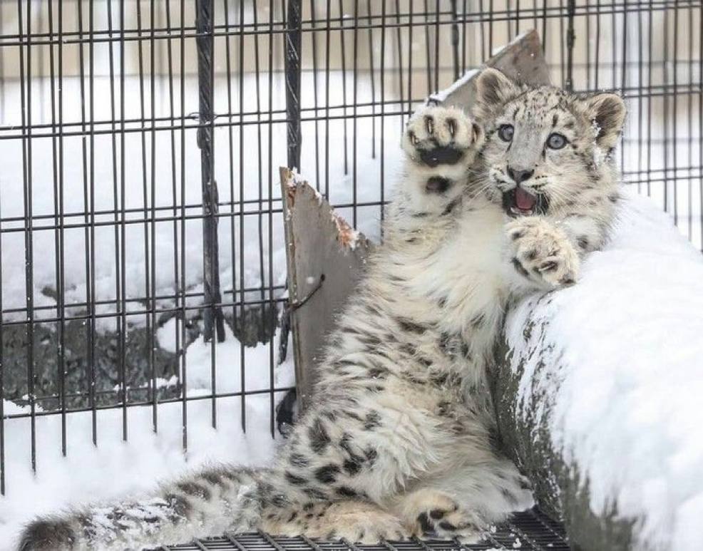 ✨𝙆𝙤𝙗𝙧𝙖✨🔜FWA tweet media