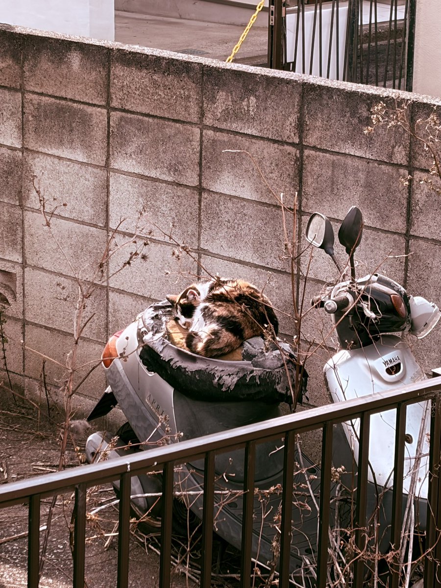 闇捕人（やみとりびと） tweet media