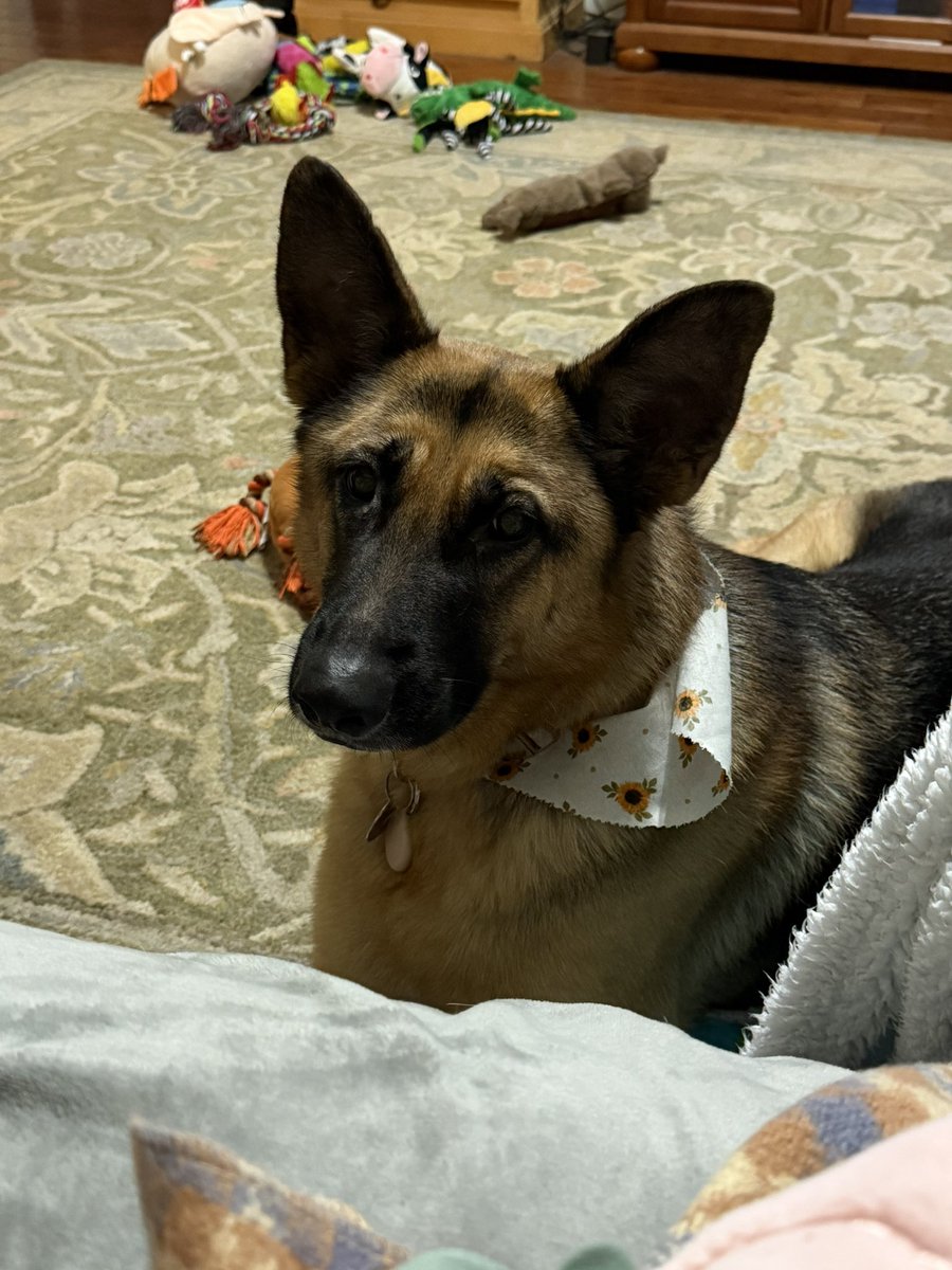 Anyways, here’s my dog, Mika🐕💕