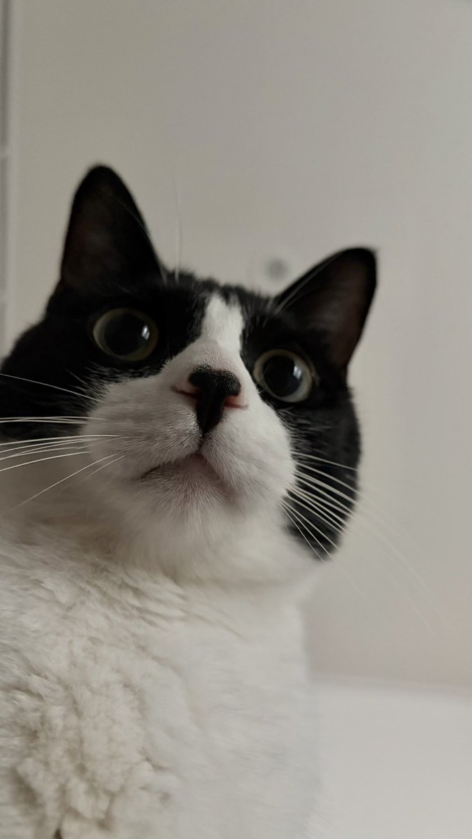 봉구네 김밥이 tweet media