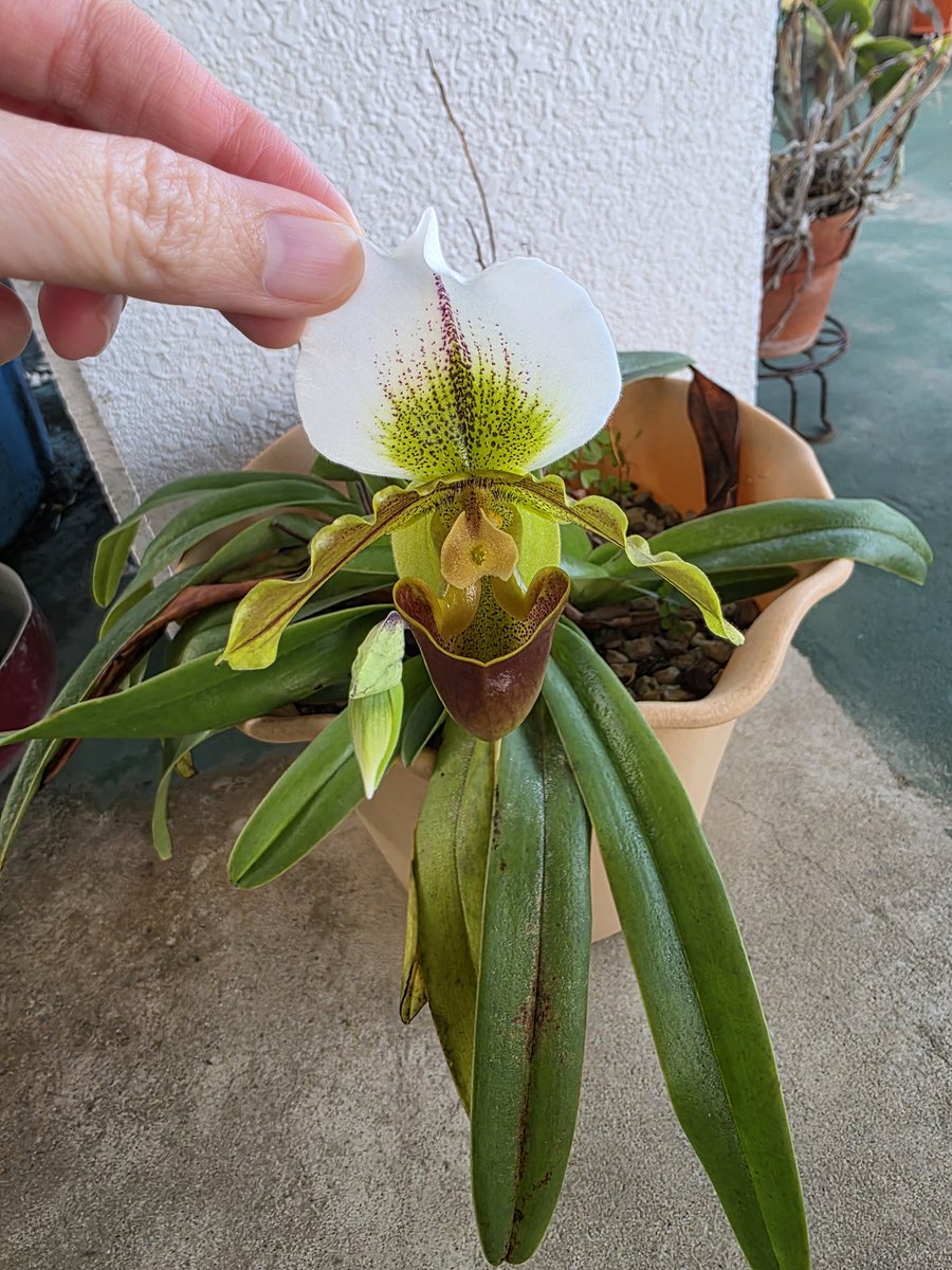 桃源郷@ミドルネームはキャベジン tweet media