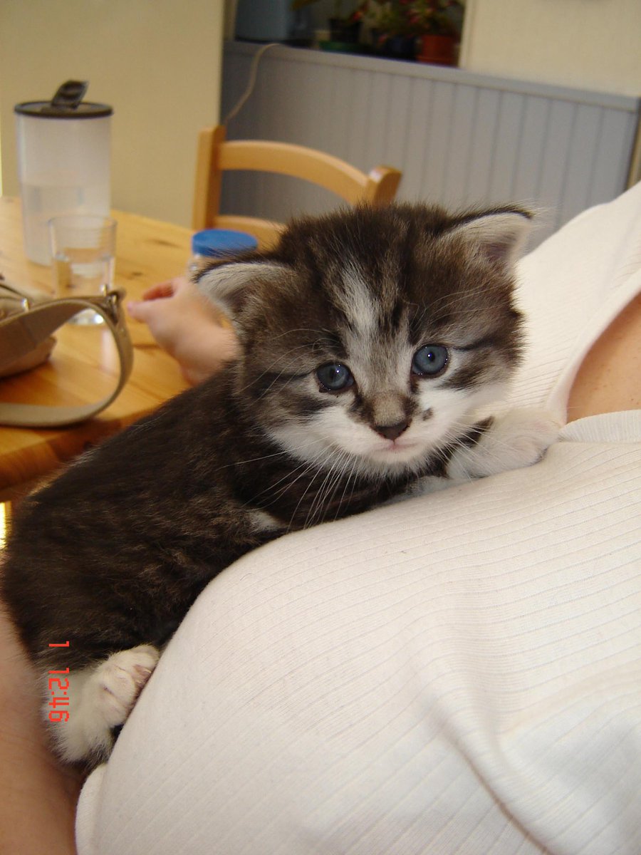 Chocolatine Bordel’aise tweet media