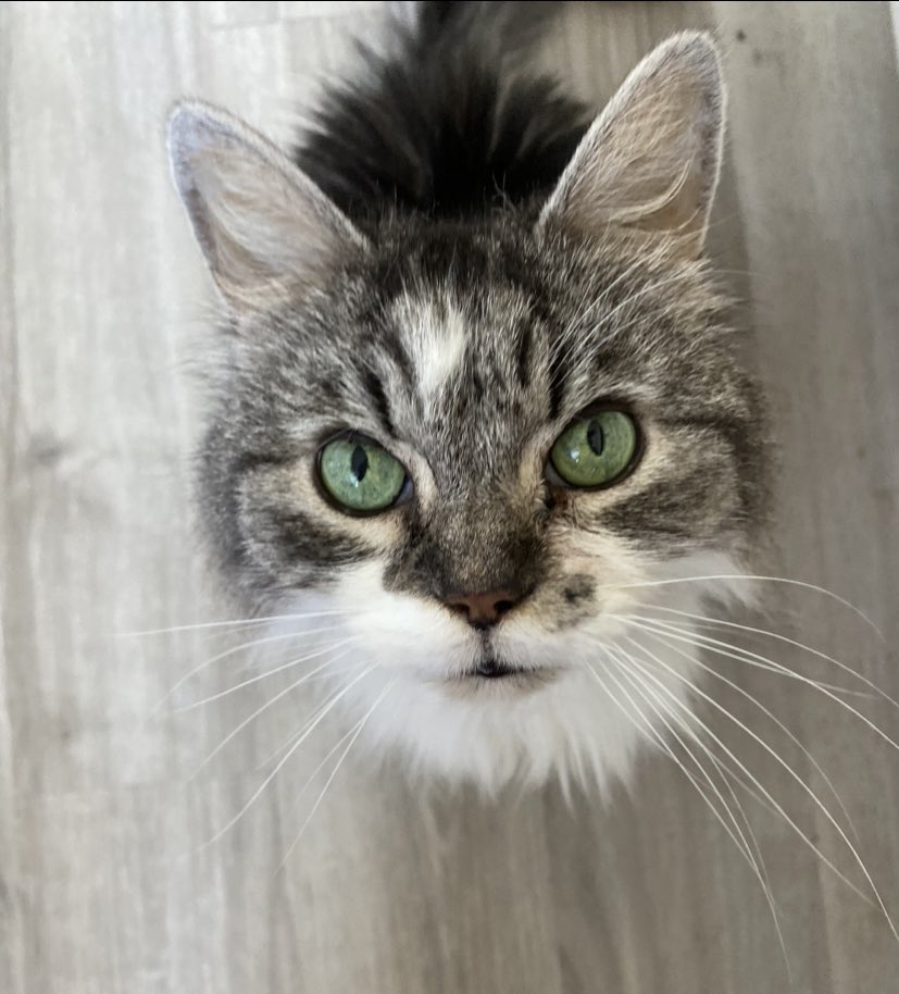 Chocolatine Bordel’aise tweet media