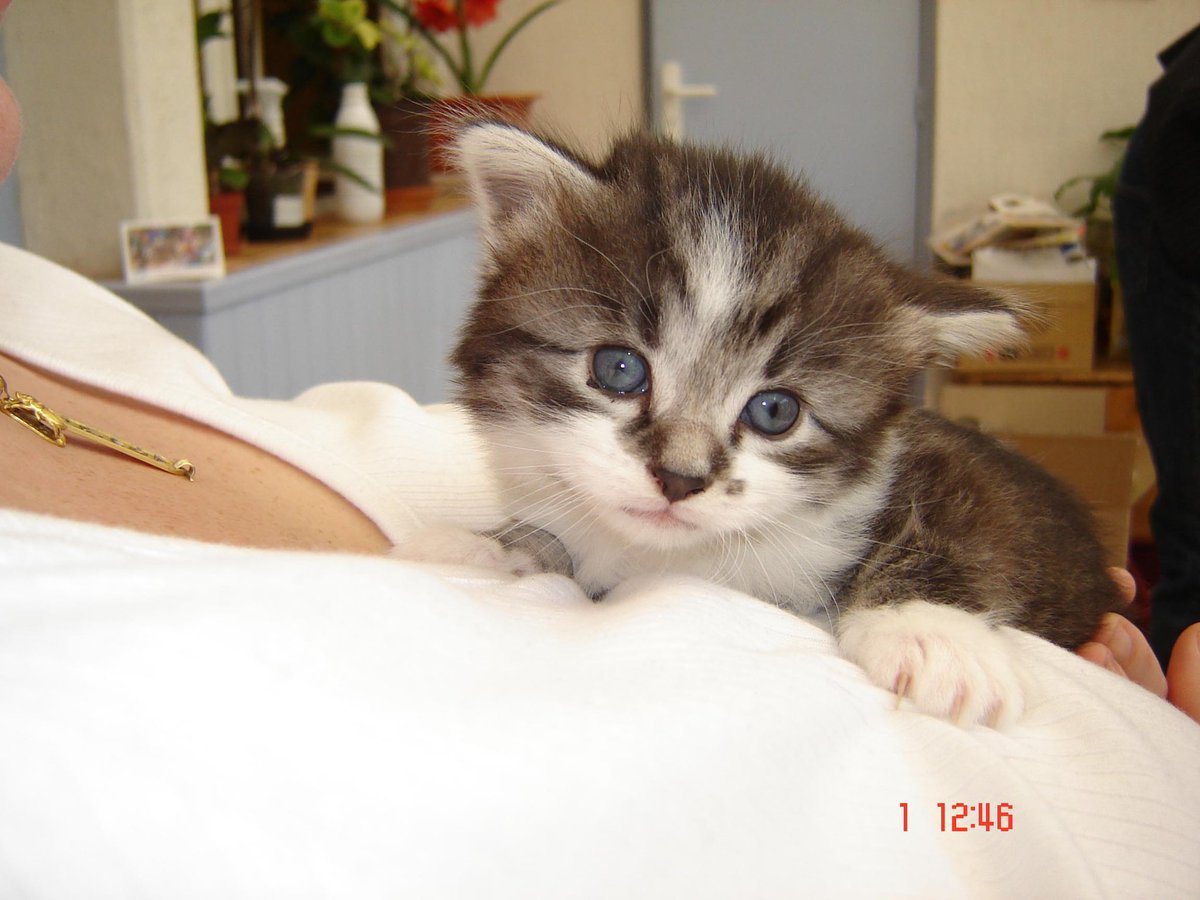 Chocolatine Bordel’aise tweet media