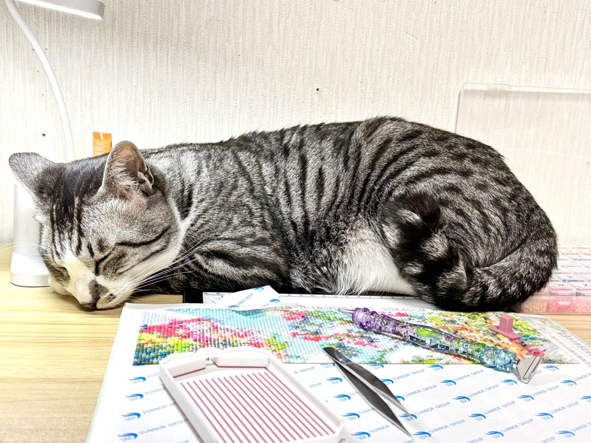 まるいぷ2 tweet media