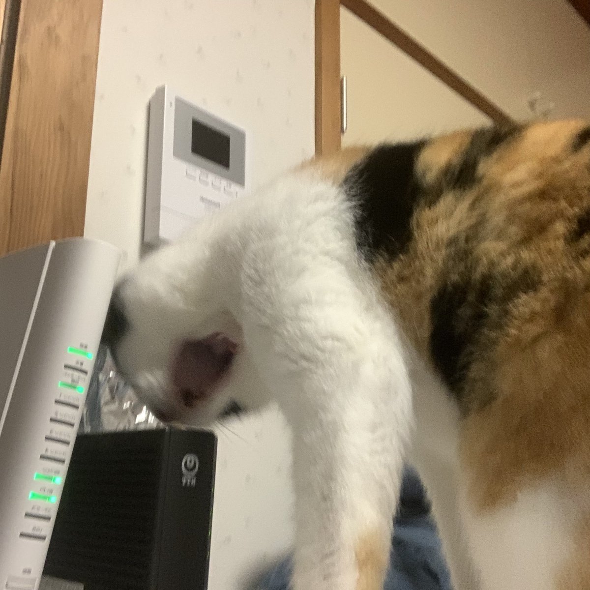 あくびするシロノちゃん🐈