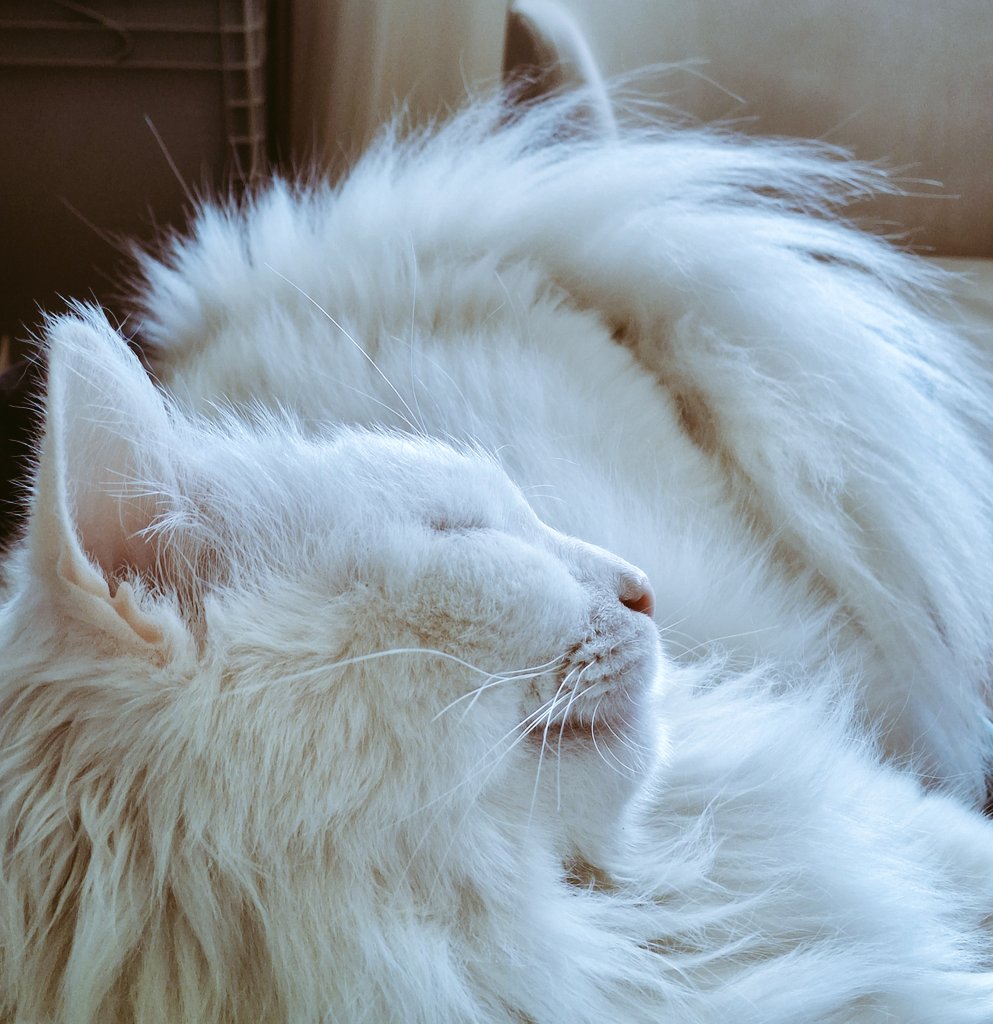 🐞A. Filiz - fidükkân tweet media