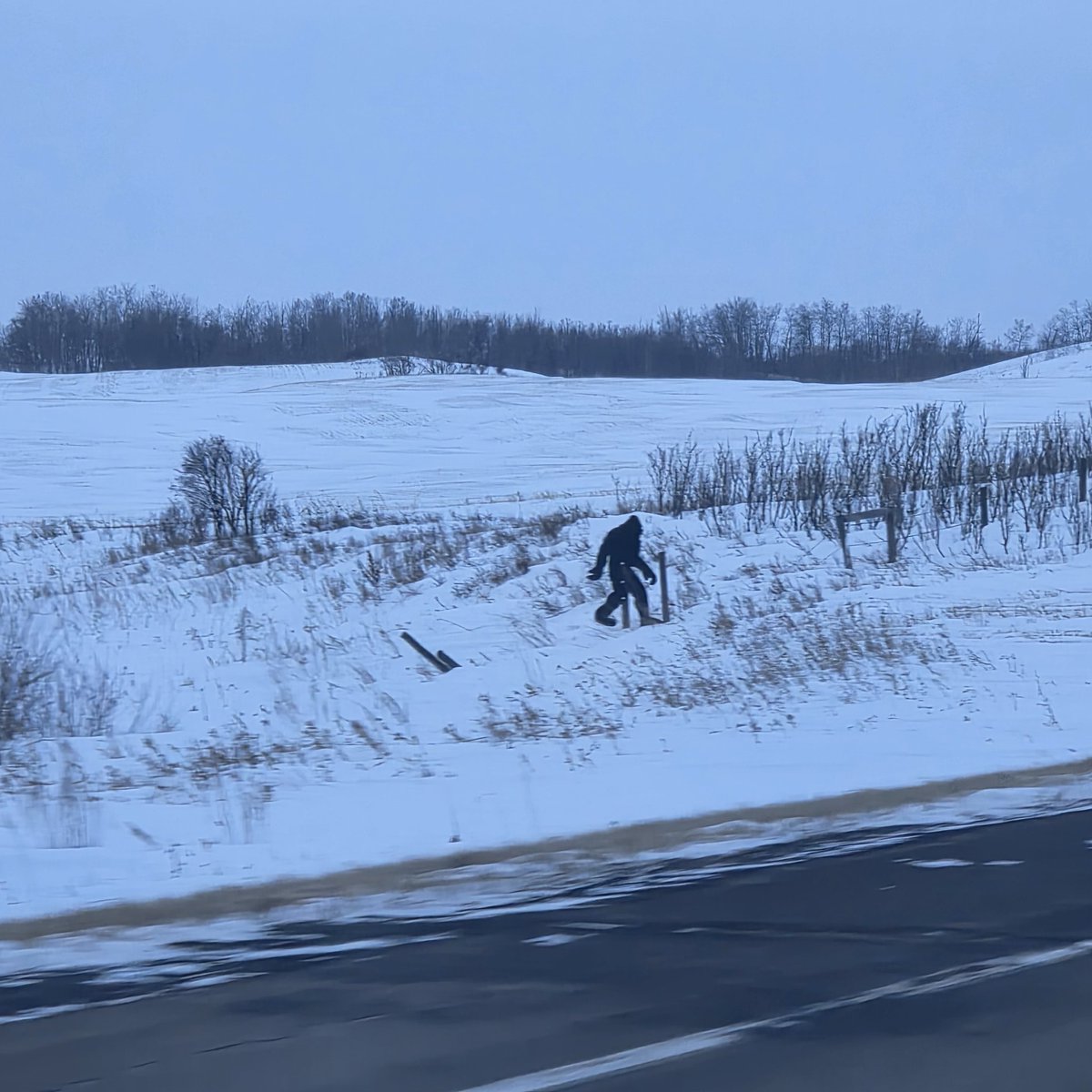 Buffalo Ag tweet media