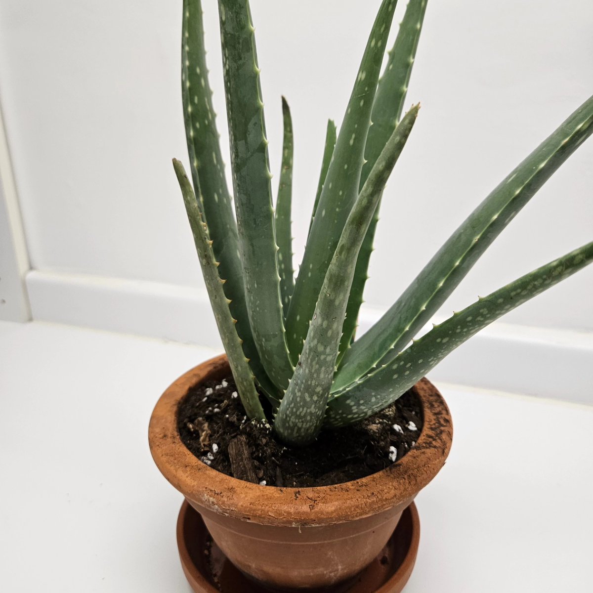 FLSTC10🇨🇦 tweet media