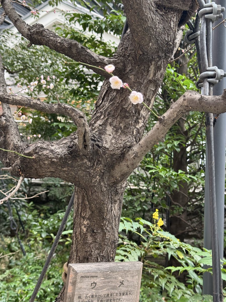 mizun0yuka's tweet photo. 先週は暖かくておかめ桜も梅の花も満開でした🌸
明日は一気に気温が下がり寒いようです🥶
暖かくしてお過ごし下さい🧣 https://t.co/9TfSKef5Sv