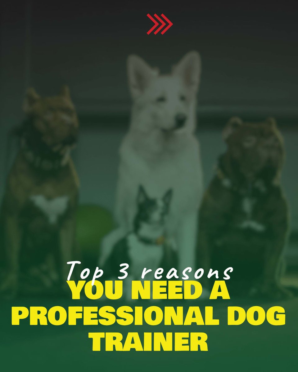 dogtrainerscot's tweet photo. Empower your journey with confidence—call Bark Busters and let us guide you to success! 🦴✨ Giving every pup and parent the tools they nee... https://t.co/8CO0b0OLz6