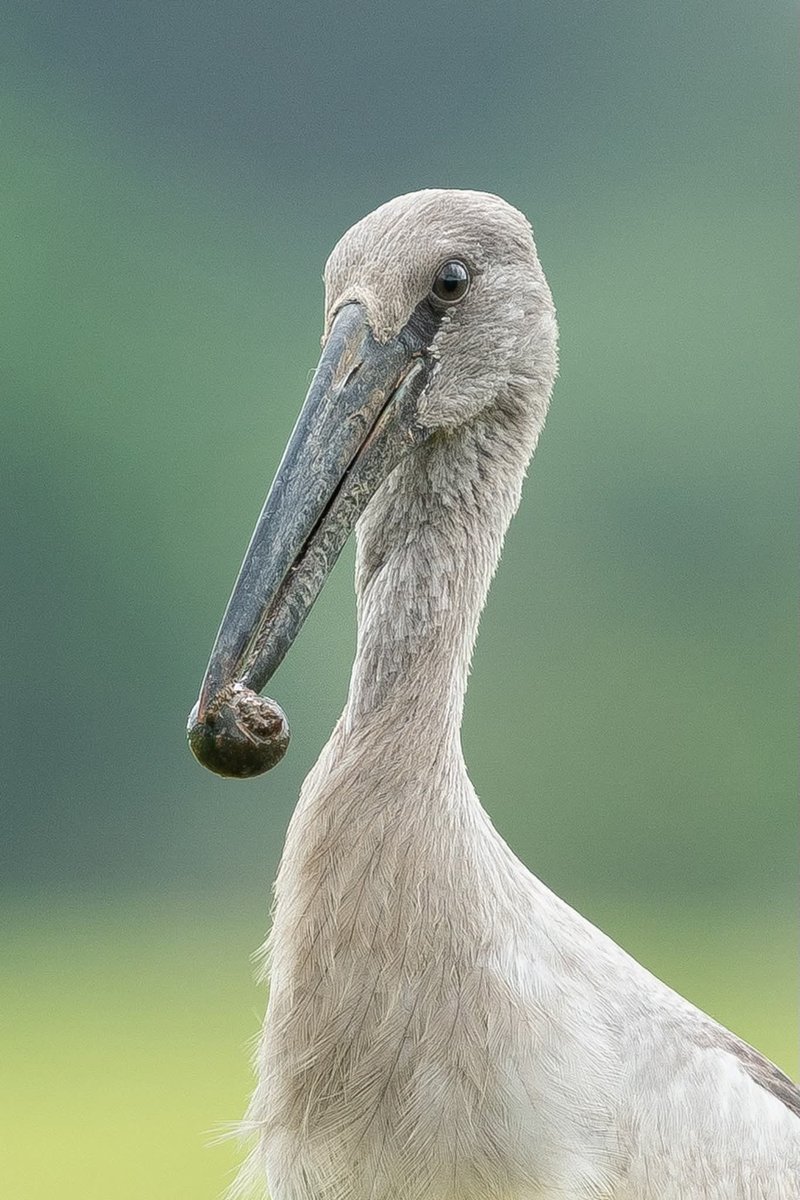 BP_Chua's tweet photo. Asian Openbill
#bird #nature #wildlife #animal #photography #openbill https://t.co/QJfALaCT54