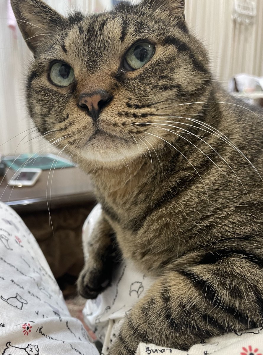 えっ！うっそ！！！！

フクを保護して10年、、初めて自分から膝に乗ってきたー！！！！！！！