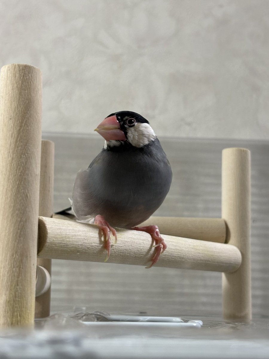 ムラハチ (@LAYZNER_V_MAX) / Posts / X