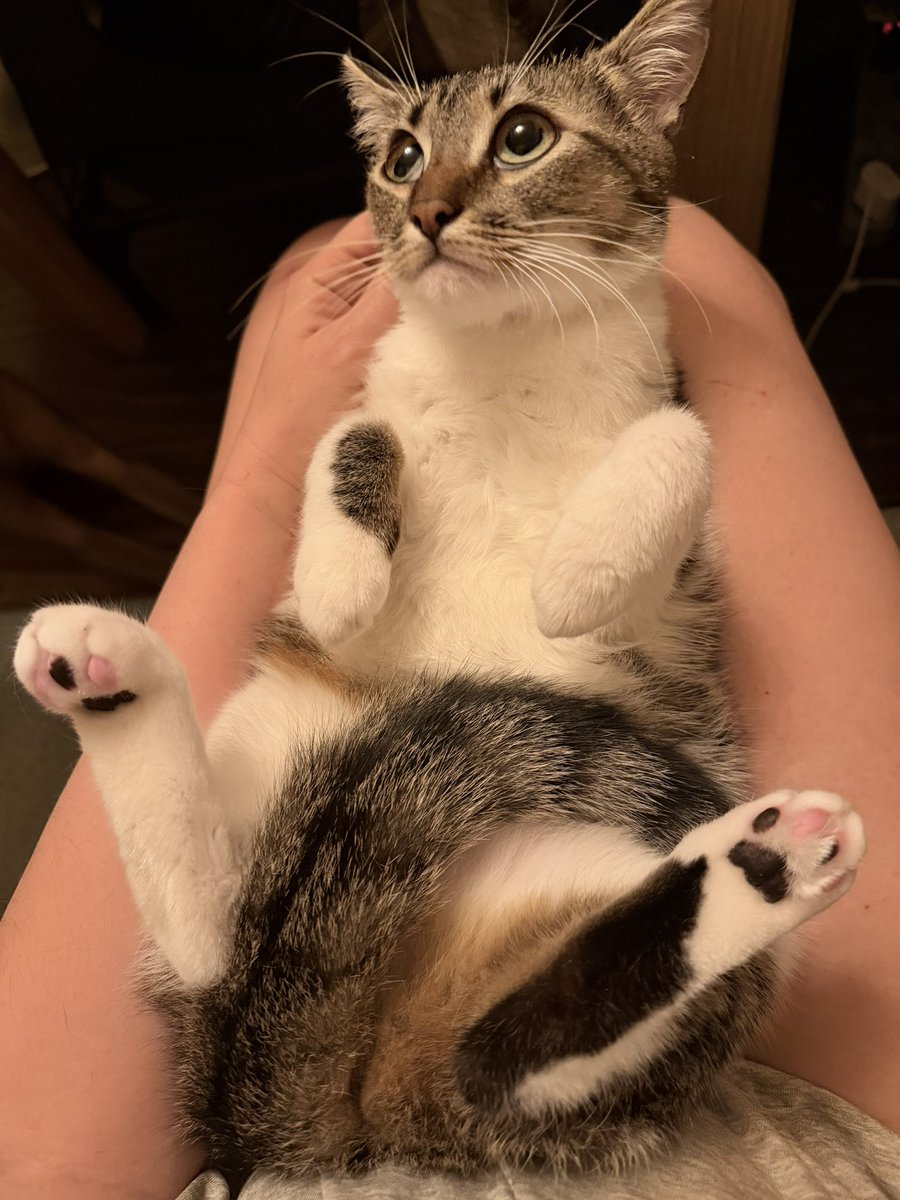 Irena Druzenko 🇺🇦🐈‍⬛ KCC (Kyiv Cat Crew) tweet media