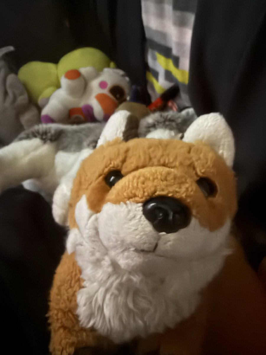 AstroTigFox's tweet photo. Meet my little fox plushie Milo! 

#furry #plushie https://t.co/Q8tb51CQvn